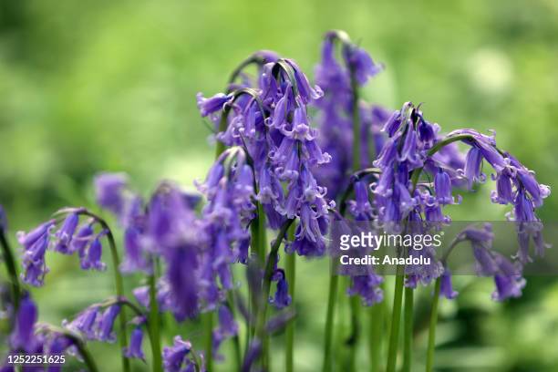 View of bluebells bloom at Hallerbos Forest during springtime in Brussels, Belgium on April 27, 2023.