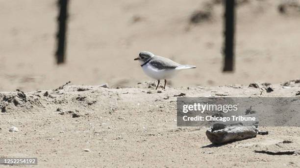 Imani the piping plover walks along Montrose Beach on Wednesday, April 26, 2023. Imani is the son of the two famous piping plovers, Monty and Rose,...