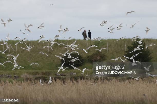 People look at black-headed gulls flying during their migration on Noirmoutier island in Barbatre, western France, on April 26, 2023.