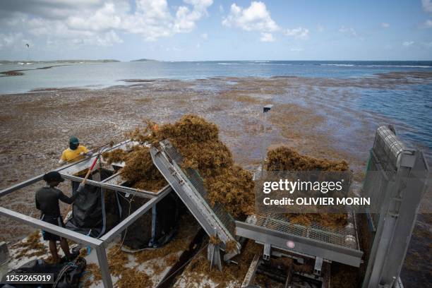 The "Sargator 2" vessel created by France's Laurent Brousseau to collect up to 100 tons of sargassum per hour, extracts live Sargassum from the...