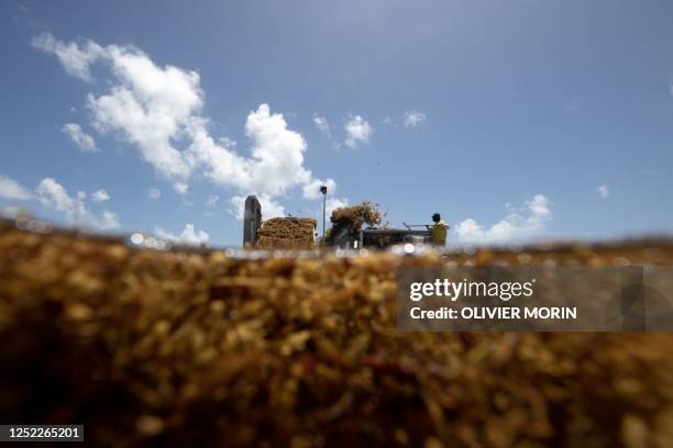 The "Sargator 2" vessel created by France's Laurent Brousseau to collect up to 100 tons of sargassum per hour, extracts live Sargassum from the...