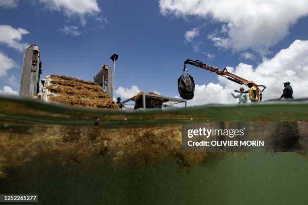 The "Sargator 2" vessel created by France's Laurent Brousseau to collect up to 100 tons of sargassum per hour, extracts live Sargassum from the...