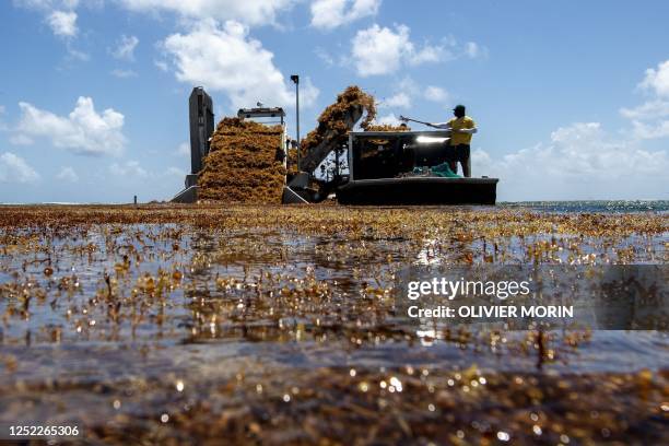 The "Sargator 2" vessel created by France's Laurent Brousseau to collect up to 100 tons of sargassum per hour, extracts live Sargassum from the...