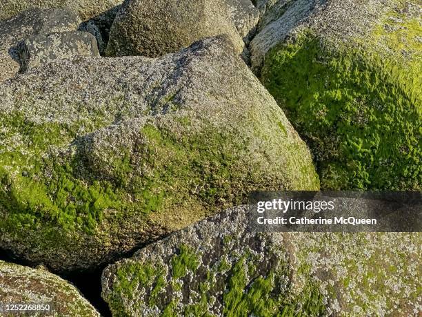 Moss Lichen Rocks Lichens And Mosses On Rocks