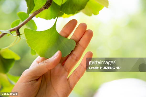 woman's hand and ginkgo biloba - ginkgo stockfoto's en -beelden