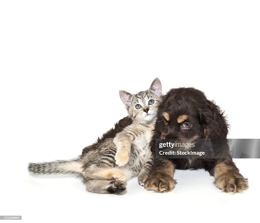 Very sweet kitten lying on puppy