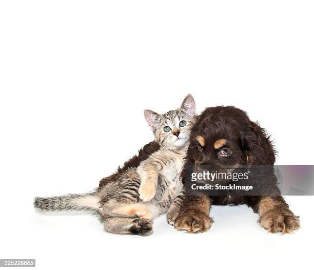 very sweet kitten lying on puppy - cute puppies and kittens stock pictures, royalty-free photos & images