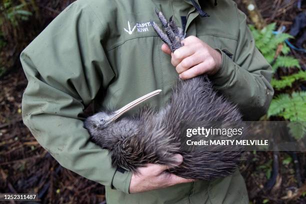 This photo taken on April 12, 2023 shows a member of the Capital Kiwi Project team holding a female kiwi named M?haro to be released back into the...