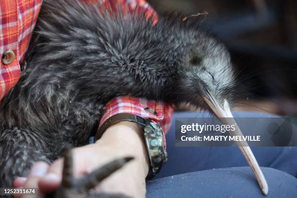 This photo taken on April 12, 2023 shows a member of the Capital Kiwi Project team holding a male kiwi named ?t?rangi after changing out a...