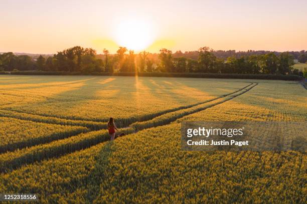 teenage girl walking the dog through a field at sunset - huellas de perro fotografías e imágenes de stock