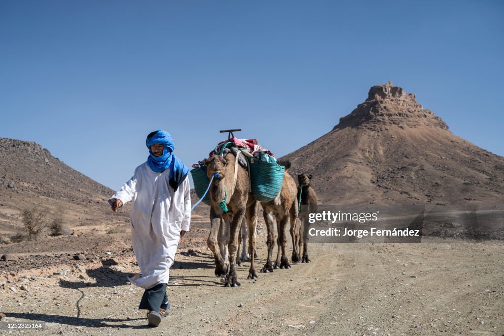 Dromedary herder guiding his caravan down a dirt track near...