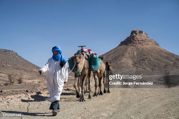 Dromedary herder guiding his caravan down a dirt track near the town of Mhamid.