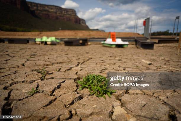 Plant is growing among dry solid clumps of mud at the Sau water reservoir. The water resevoir, one of the main sources of water of the spanish region...