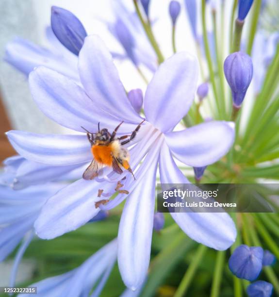 bumblebee sucking blue agapanthus - african lily fotografías e imágenes de stock