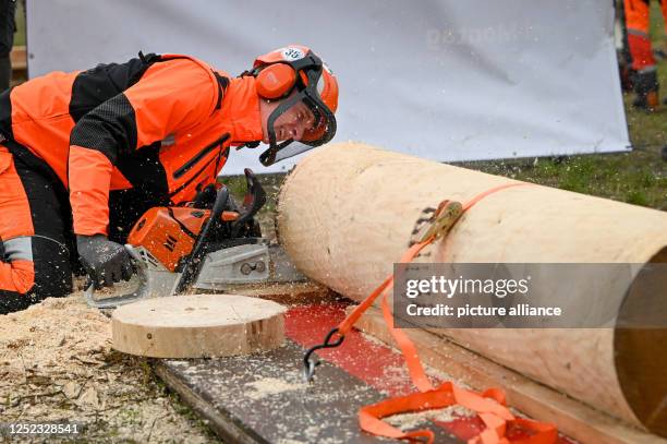 April 2023, Saxony-Anhalt, Eisleben: Denny Kloska from Saxony-Anhalt making a precision cut. He is the reigning world champion in the U24 lumberjack...