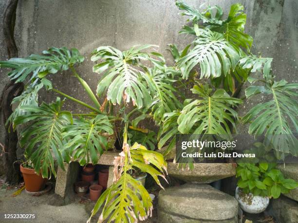 monstera deliciosa houseplant in the garden - monstera foto e immagini stock