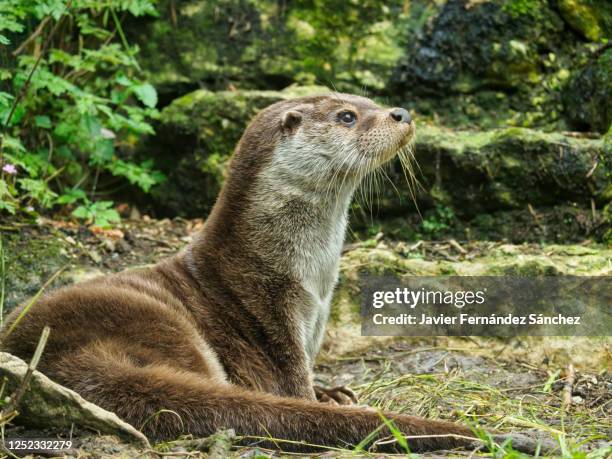 a european otter in the foreground out of the water. lutra lutra. - european otter stock pictures, royalty-free photos & images