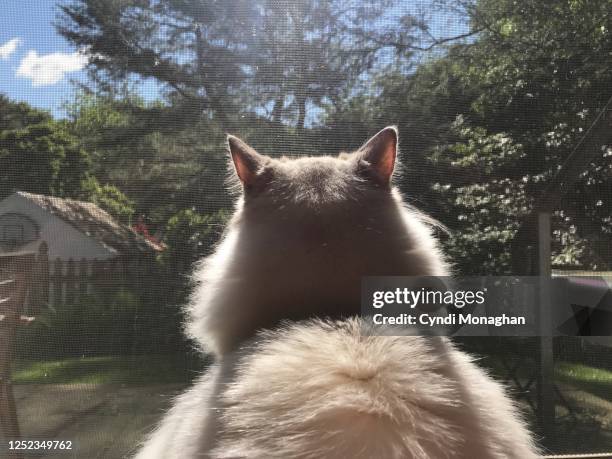 view from behind of a cat looking out a window - cat behind stock-fotos und bilder