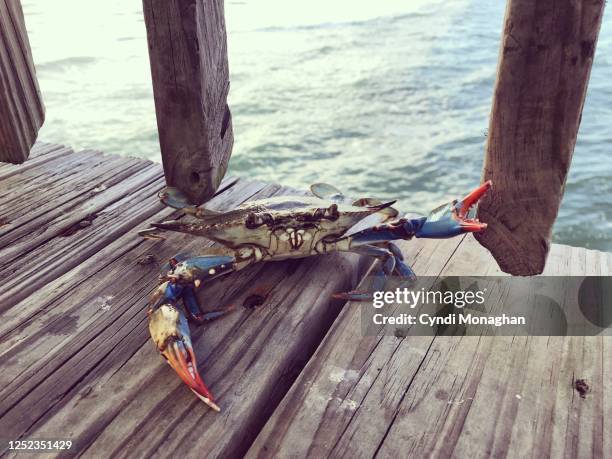 blue crab waving his claws on a pier - blue crab stock pictures, royalty-free photos & images