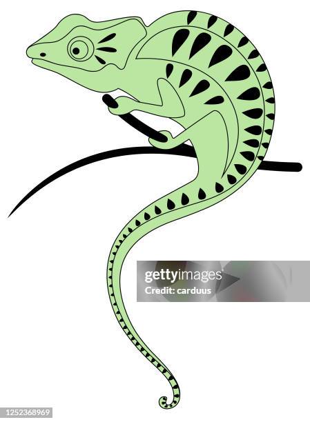 366点のカメレオンイラスト素材 Getty Images 366点のカメレオンイラスト素材 Getty Images
