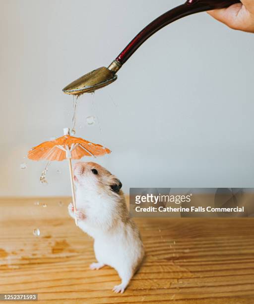 639 Funny Hamster Photos and Premium High Res Pictures - Getty Images