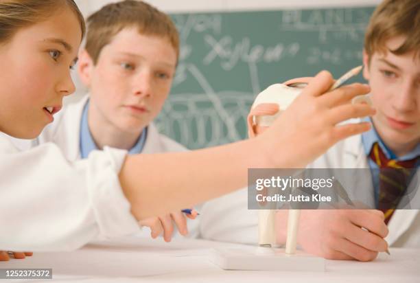 junior high school students examining bone model in science class - junior girl models stock pictures, royalty-free photos & images