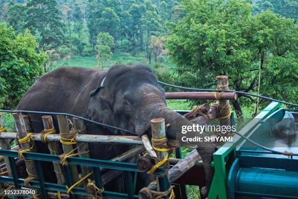 This picture taken on April 29 shows forest officials transporting 'Arikomban' the wild elephant, at Idukki district in India's Kerala state.