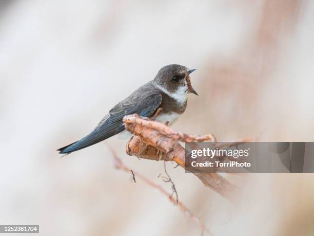 cute swallows perching on a twig with open beak look like a scream or yawn - riparia riparia stock pictures, royalty-free photos & images