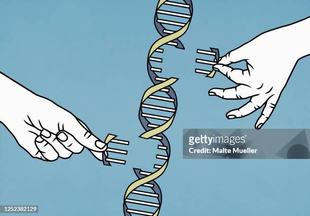 illustrazioni stock, clip art, cartoni animati e icone di tendenza di hands dismantling double helix - genetic research