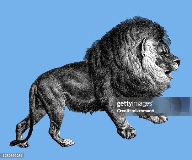 old engraved illustration of lion - carnivorous animal. - lion stock pictures, royalty-free photos & images