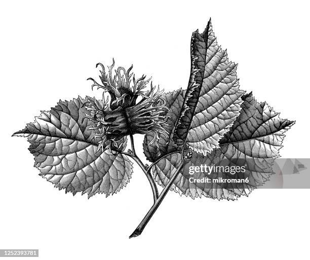 old engraved illustration of the hazel shrub, branch tip with leaves and fruits - hazelaar stockfoto's en -beelden