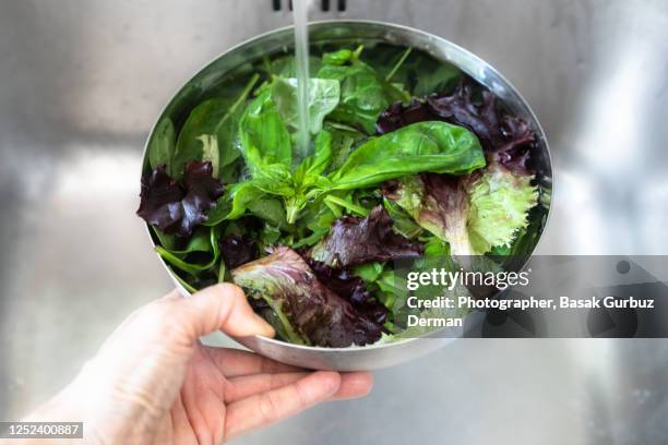 washing leafy green vegetables - lettuce stock pictures, royalty-free photos & images