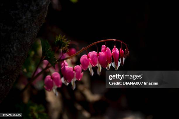 bleeding heart - bleeding heart stock pictures, royalty-free photos & images