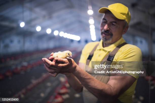 erwachsene mann halten baby huhn in hühnerfarm. - huhn geflügelfleisch stock-fotos und bilder