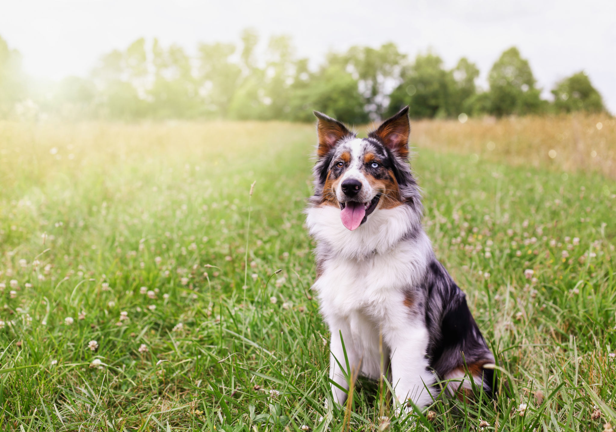 australian shepherd summer