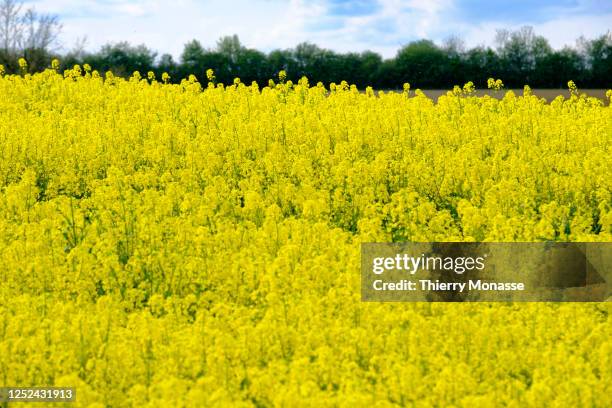Growing Rapeseed Rape Seed Oil Photos and Premium High Res Pictures - Getty Images
