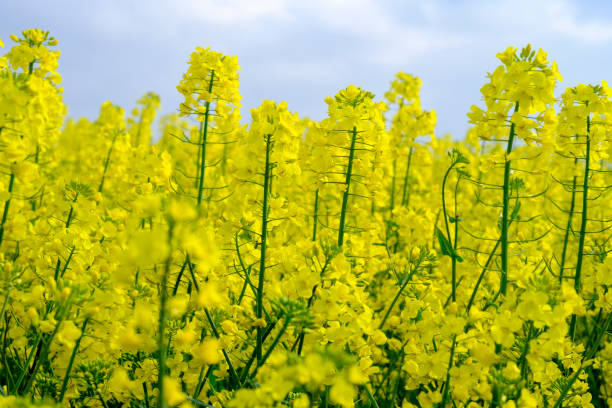 Rapeseed grow on April 29, 2023 in Châlons-en-Champagne, Marne, France. The price of rapeseed fell very low, falling from 750 to 440 euros. While...