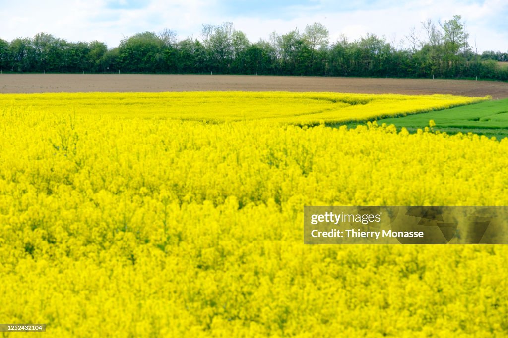 Rapeseed Oil Fields