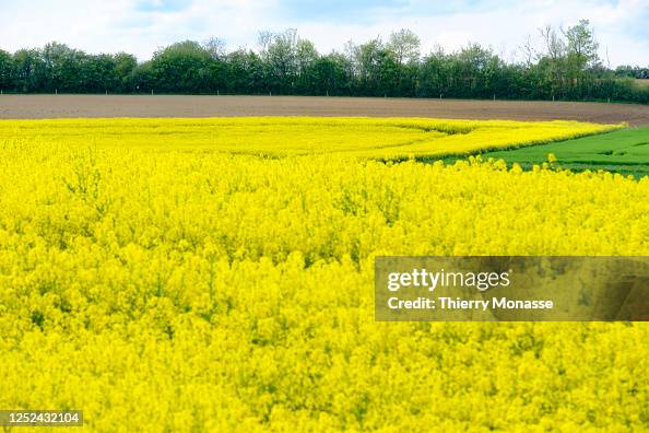 Growing Rapeseed Rapeseed grow on April 29, 2023 in Le Tremblois, Haute-Saone, France ...