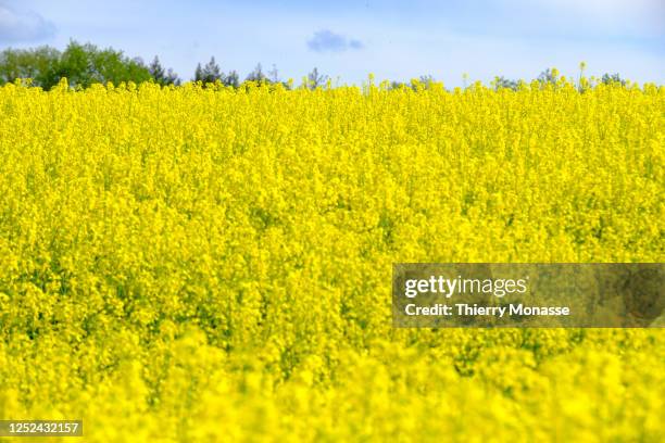 Growing Rapeseed Rape Seed Oil Photos and Premium High Res Pictures - Getty Images