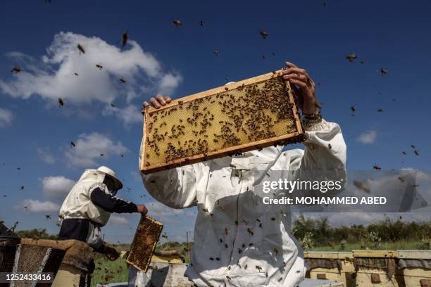 Palestinian beekeeper Miassar Khoudair and her work partner wear protective outfits as they check honeycomb frames at the apiary, east of the Jabalia...
