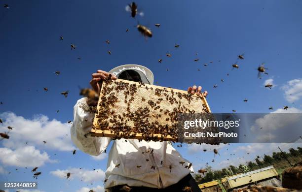 Palestinian beekeeper Miassar Khoudair checks beehives at her apiary, in Jabalia camp in the northern Gaza strip, on April 30, 2023.