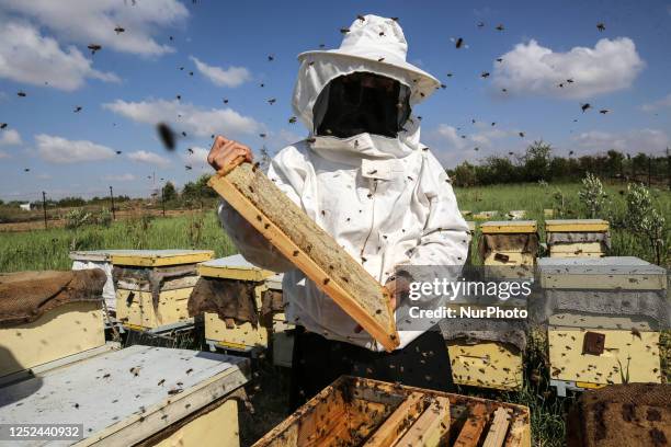 Palestinian beekeeper Miassar Khoudair checks beehives at her apiary, in Jabalia camp in the northern Gaza strip, on April 30, 2023.