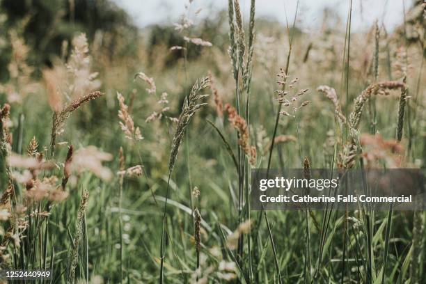 long grass and wildflower - 干し草 ストックフォトと画像