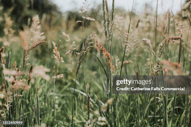 long grass and wildflower - hooi stockfoto's en -beelden