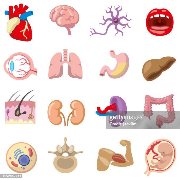 menschliche körper-ikonen - human liver stock-grafiken, -clipart, -cartoons und -symbole