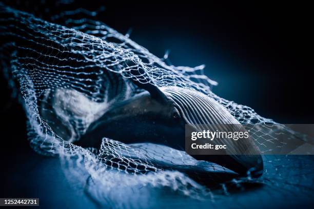 humpback whale trapped in discarded fishing nets concept - nets stock pictures, royalty-free photos & images