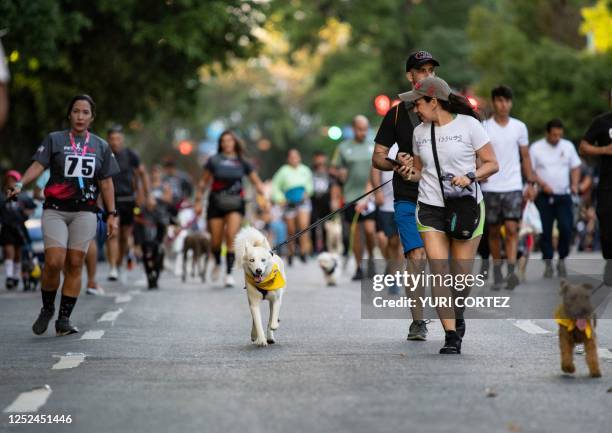 Dogs accompanied by their owners run during the first edition of the 4k Pet Run "A Race with a Cause," organized to raise funds for a shelter for...