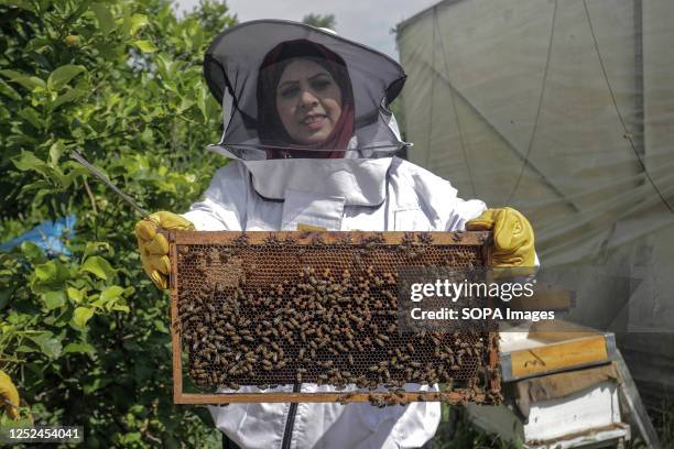 Palestinian lady works in an apiary collecting honey from beehives during the annual harvest season, in the town of Beit Hanoun in the northern Gaza...
