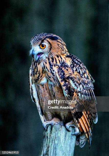 Owl perches on a post in the spring sunlight after a night of hunting for food in Kent, United Kingdom on April 29, 2023.